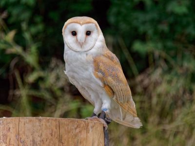 BirdOfBakker jul20 170