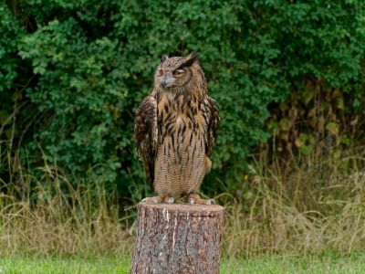 BirdOfBakker jul20 177