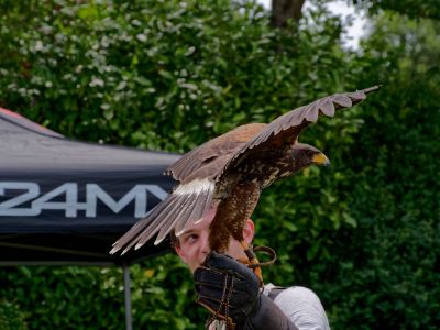 BirdOfBakker jul20 188