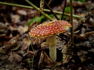 Montferland sept19 55