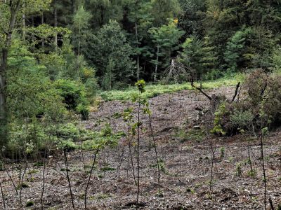 Montferland sept19 60