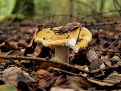 Montferland sept19 63