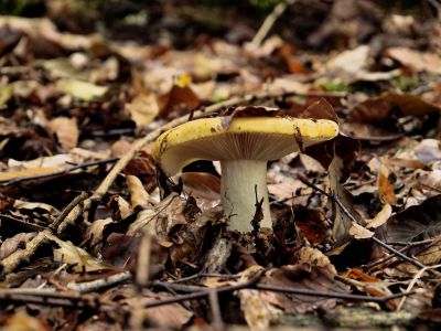 Montferland sept19 64