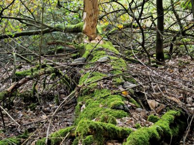 Montferland sept19 66