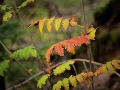 Montferland sept19 82