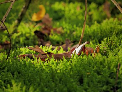 Montferland sept19 95