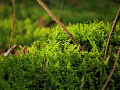 Montferland sept19 96