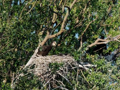 Birdparadise apr19 56