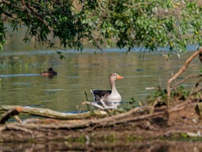 Birdparadise apr19 59