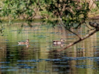 Birdparadise apr19 60