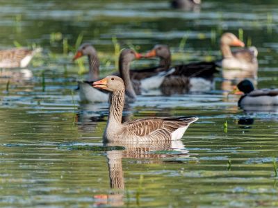 Birdparadise apr19 63