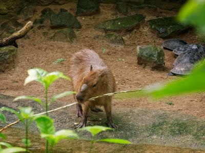 BurgersZoo mrt19 18