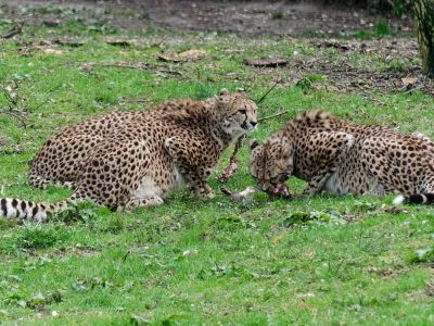 BurgersZoo mrt19 104