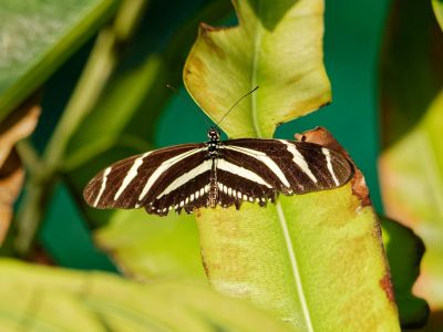 BurgersZoo mrt19 105