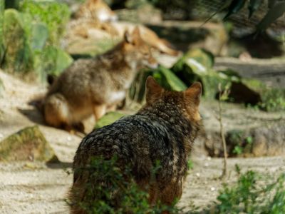 BurgersZoo mrt19 113