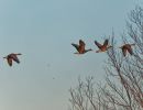 BirdsInflight feb19 20