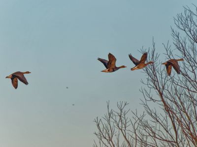 BirdsInflight feb19 20