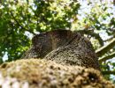 Treescapes aug18 10