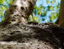 Treescapes aug18 12