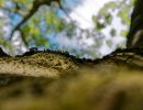 Treescapes aug18 14