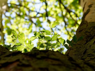 Treescapes aug18 23