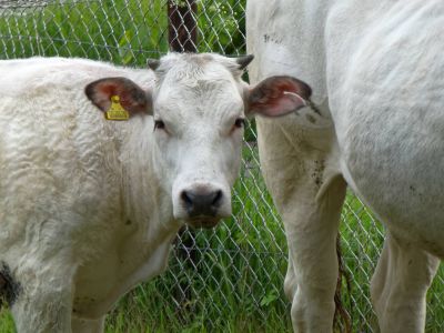 WhiteCows apr18 02