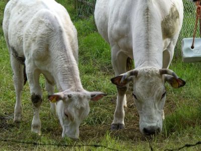 WhiteCows apr18 03