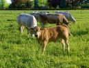 WhiteCows apr18 04