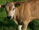 WhiteCows apr18 05