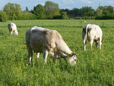 WhiteCows apr18 07