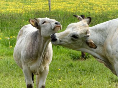WhiteCows apr18 08