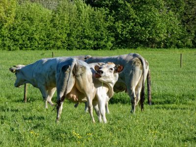WhiteCows apr18 09