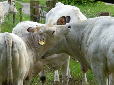WhiteCows apr18 10