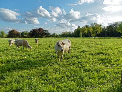 WhiteCows apr18 12