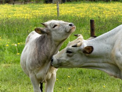 WhiteCows apr18 13