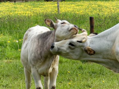 WhiteCows apr18 14