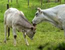 WhiteCows apr18 15