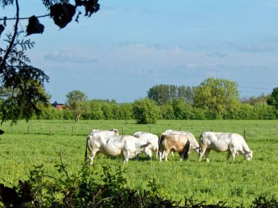 WhiteCows apr18 17