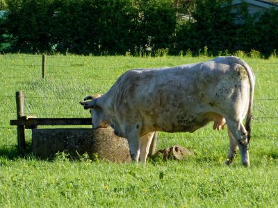 WhiteCows apr18 18