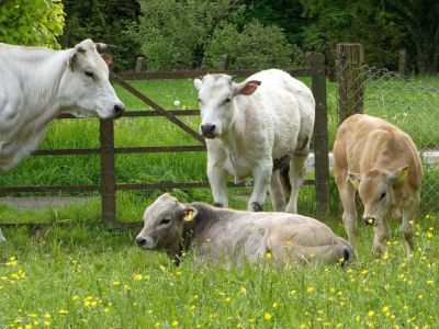 WhiteCows apr18 20