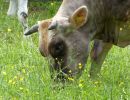 WhiteCows apr18 21