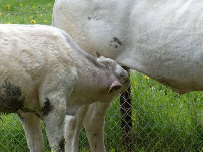 WhiteCows apr18 24