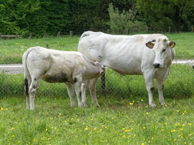 WhiteCows apr18 25