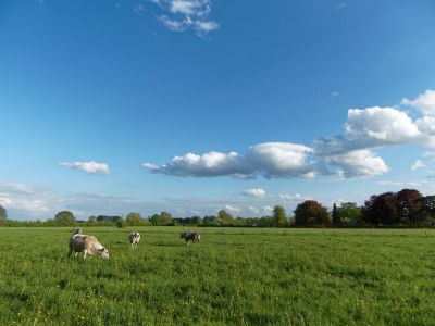 WhiteCows apr18 26