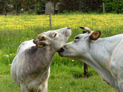 WhiteCows apr18 27
