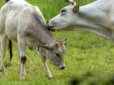 WhiteCows apr18 28