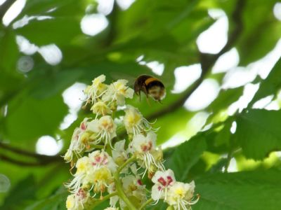 BirdsBeesFlowersTrees apr18 04