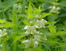 BirdsBeesFlowersTrees apr18 05