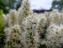BirdsBeesFlowersTrees apr18 06