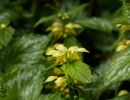 BirdsBeesFlowersTrees apr18 08